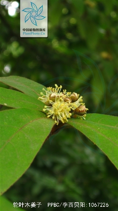 轮叶木姜子