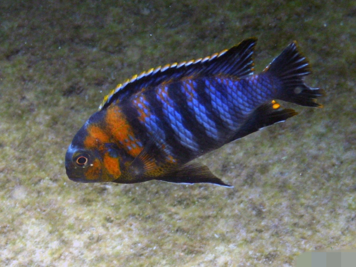  p>帝王艳红是慈鲷科孔雀鲷属动物. /p>