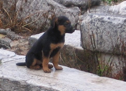  p>普通家犬,也称"家狗",是最常见的犬科 a target="_blank" href="