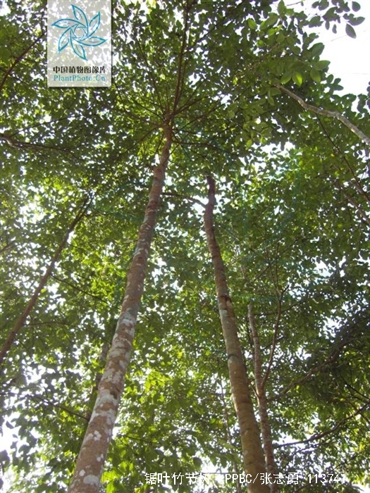 锯叶竹节树