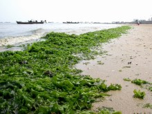 孔石莼_百度百科