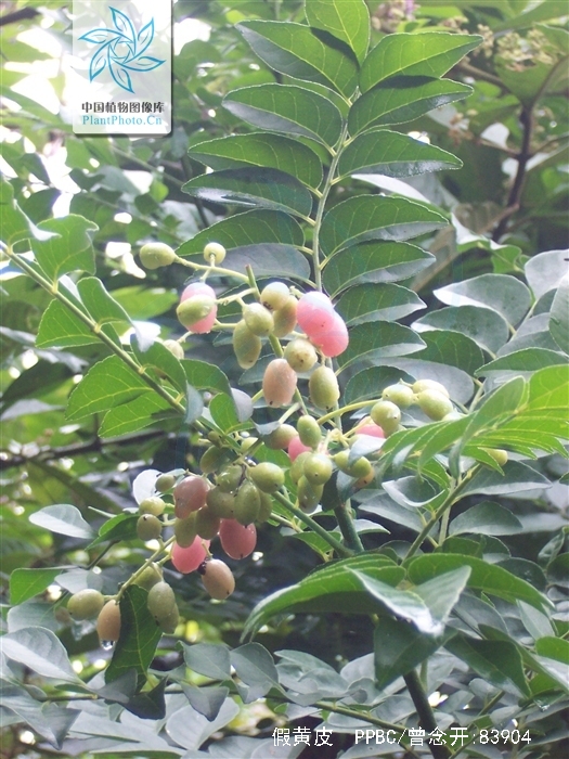  p>假黄皮(学名: i>clausena excavata  /i> burm.f.