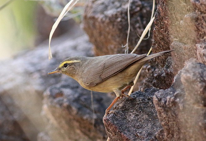 phylloscopus griseolus blyth