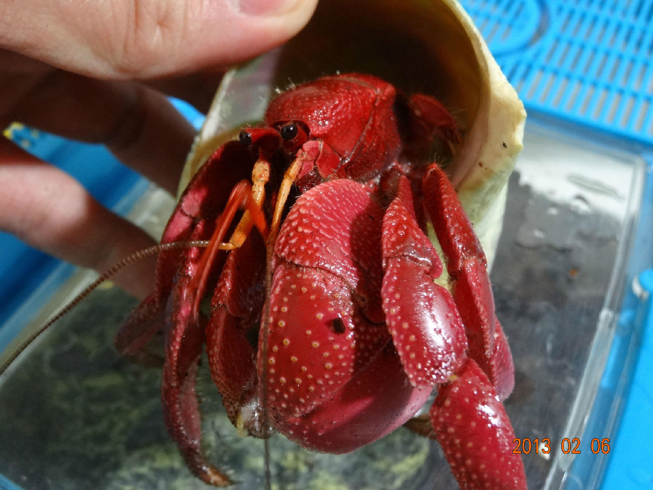 短腕陆寄居蟹