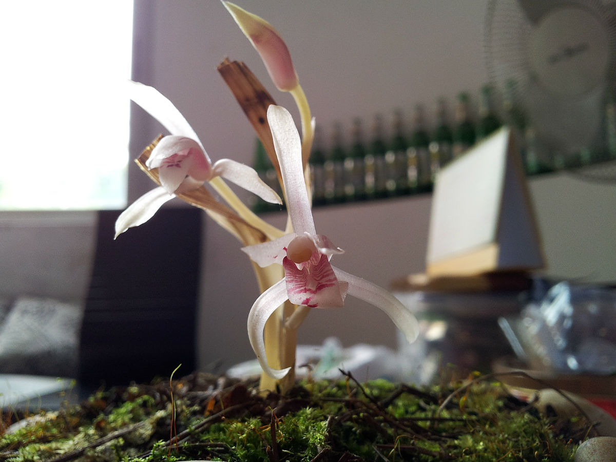  p>幽灵草,属观叶类 a target="_blank" href="/item/兰花/15278221"