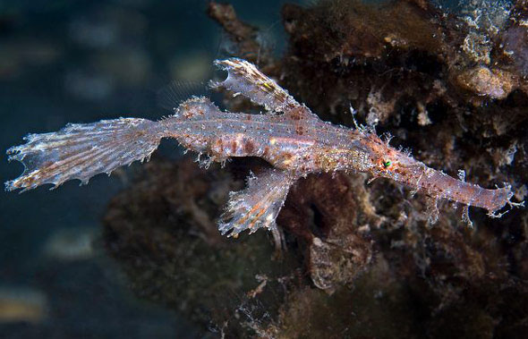  p>锯吻剃刀鱼长度17厘米.