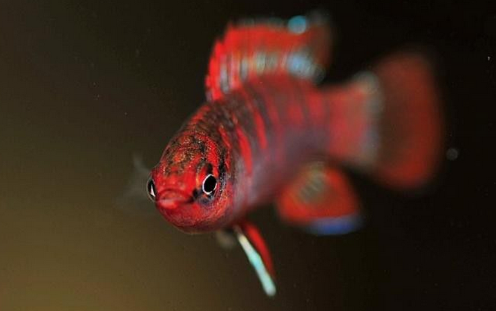  p data-id="gnwklg3nnb">火焰变色龙是近几年新发现的鱼种,最初将