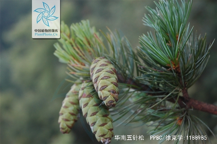 华南五针松