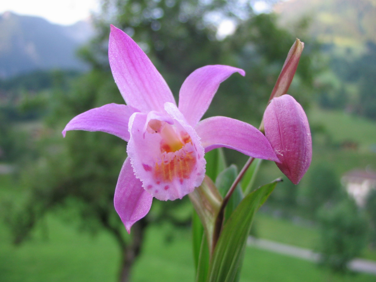  p>二叶独蒜兰(学名: i>pleione scopulorum /i>  w. w.