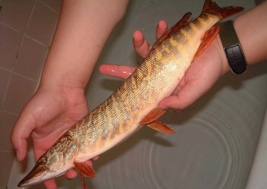  p>黑斑狗鱼(学名: i>esox reicherti /i>),为狗鱼科.