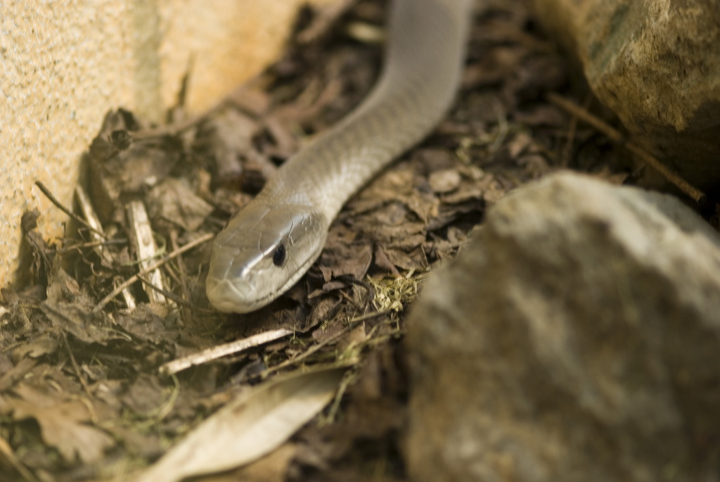  p>曼巴蛇属, a href="#" data-lemmaid="5594120">眼镜蛇科 /a>的一