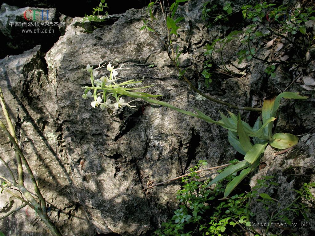  p>线瓣玉凤花是 a target="_blank" href="/item/兰科">兰科 /a> a