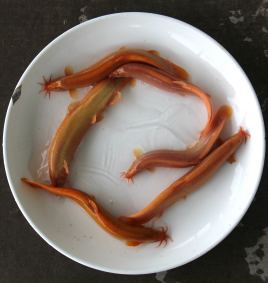 红泥鳅