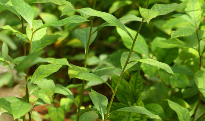  p> b>大叶珍珠菜 /b>(学名: i>lysimachia stigmatosa /i>)为 a