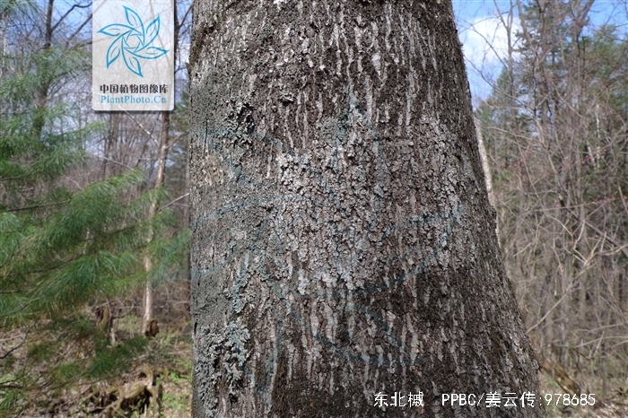  p>东北槭(学名: i>acer mandshuricum /i> maxim.