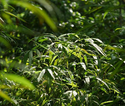  p>刺黑竹(学名: i>chimonobambusa neopurpurea /i> yi )是禾本科,寒