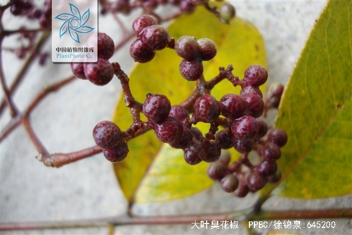  p>大叶臭花椒 驱风通,雷公木,刺椿木〔广西) zanthoxylum myriacan