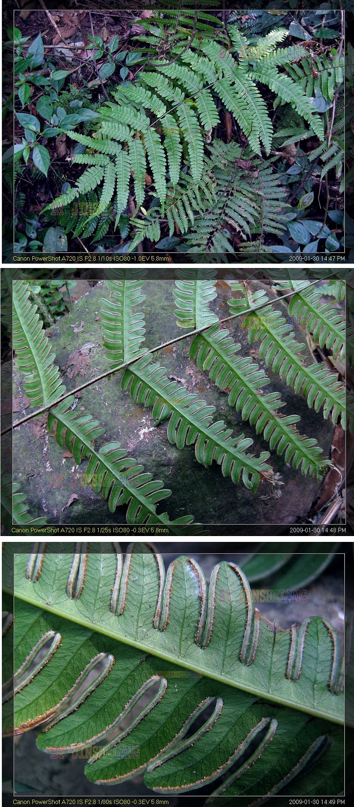  p>凤尾蕨(学名: i>pteris cretica l. var. nervosa /i>  (thunb.