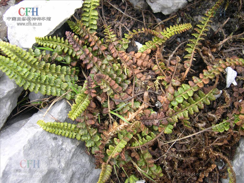  p>玉龙蕨属为中国特有,玉龙蕨属于鳞毛蕨科,是中国特产的珍稀蕨类