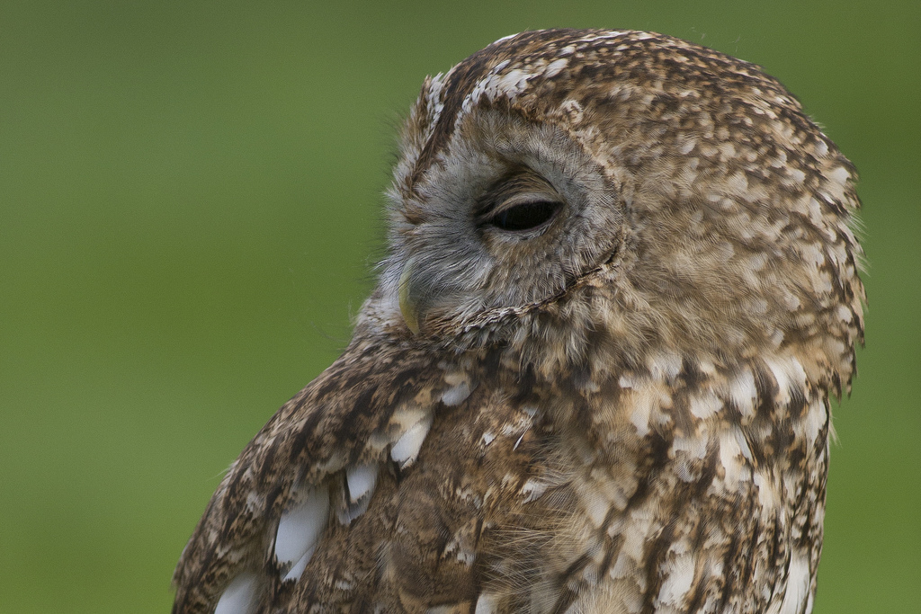  p>灰林鸮(学名: i>strix aluco /i>),是 a href="#">鸱鸮科 /a>, a