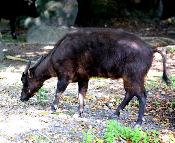  p>低地水牛(学名: i>bubalus depressicornis /i>):是偶蹄目,牛科,牛