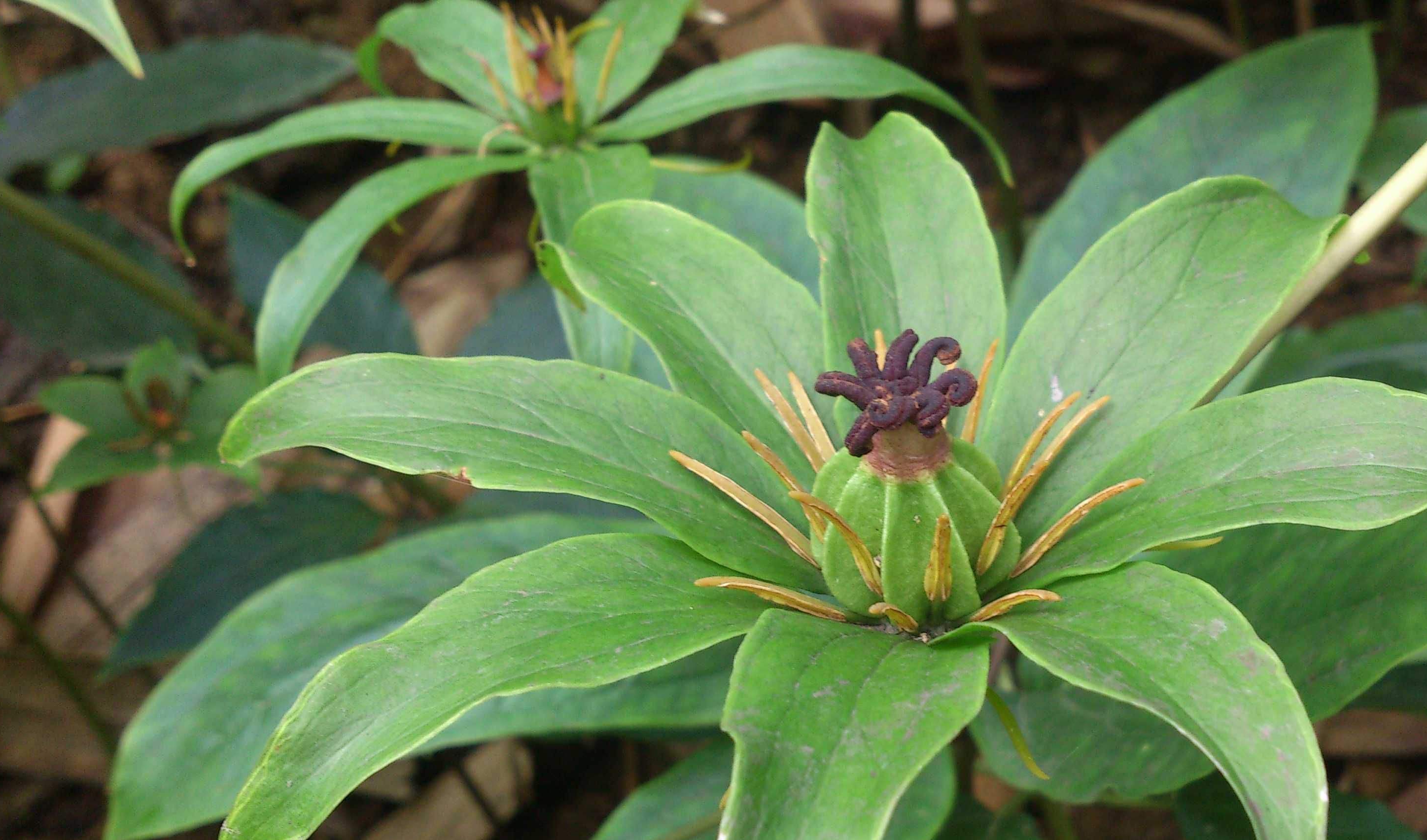  p>七叶一枝花(学名: i>paris polyphylla /i>)为百合科重楼属的植物.