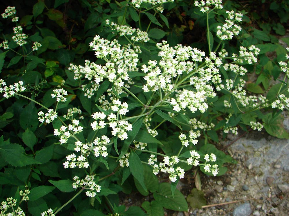  p>败酱(学名: i>patrinia scabiosaefolia /i> fisch. ex trev.