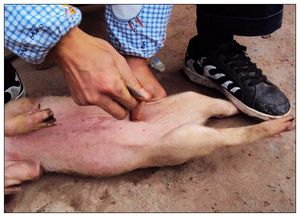  p data-id="go159c4kgn">劁(qiāo)猪,顾名思义,就是阉割猪的睾丸或