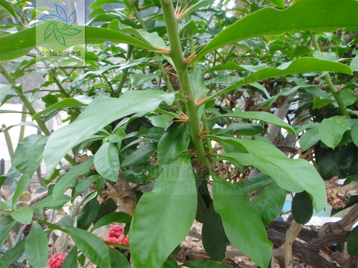  p>木麒麟属为 a href="#" data-lemmaid="1787647">双子叶植物 /a>