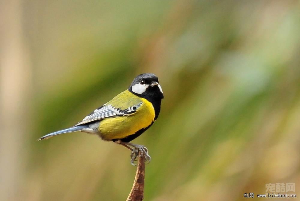 tit,也叫青背山雀,是一种栖息于中低海拔山区的雀鸟