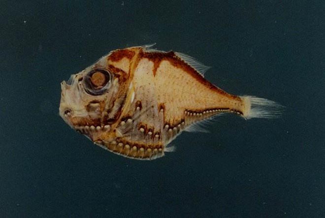  p>烛光鱼是 a href="#" data-lemmaid="1195405">硬骨鱼纲 /a>, a