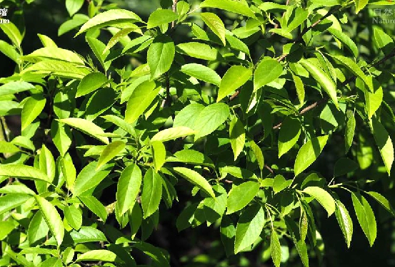  p>日本桤木(学名: i>alnus japonica /i> (thunb.) steud.