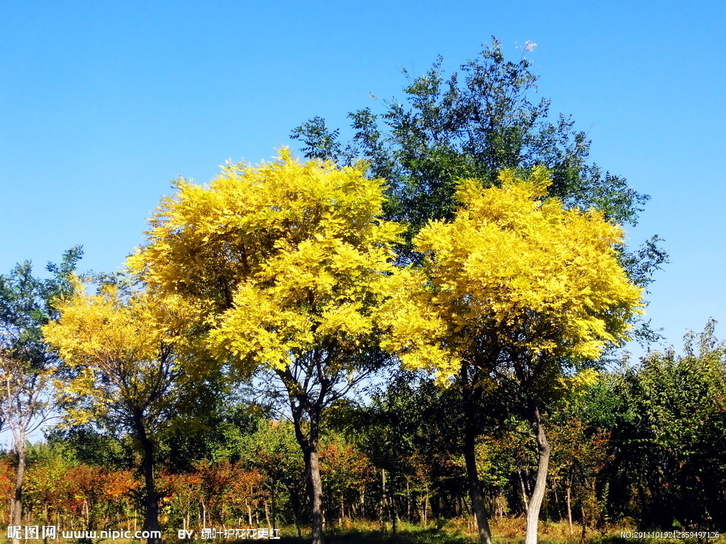  p>黄叶树属(xanthophyllum roxb )是远志科黄叶树属植物,灌木或小