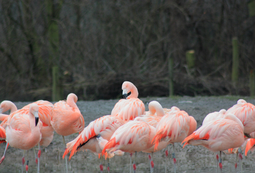  p>智利红鹳(学名: i>phoenicopterus chilensis /i>):又名 a href="
