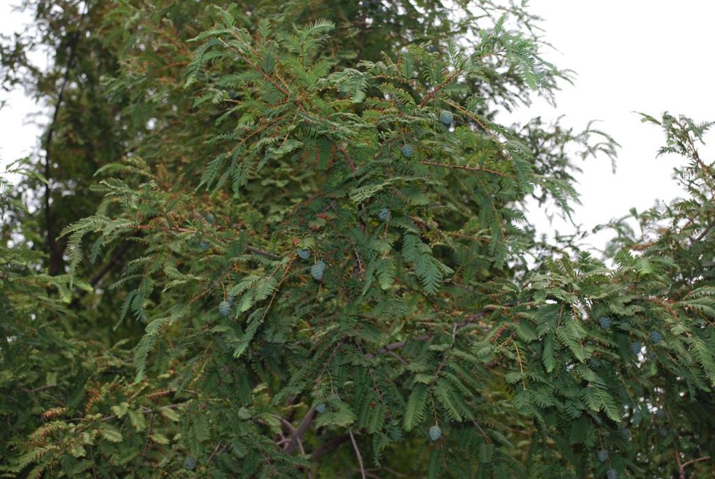 新生代植物区系