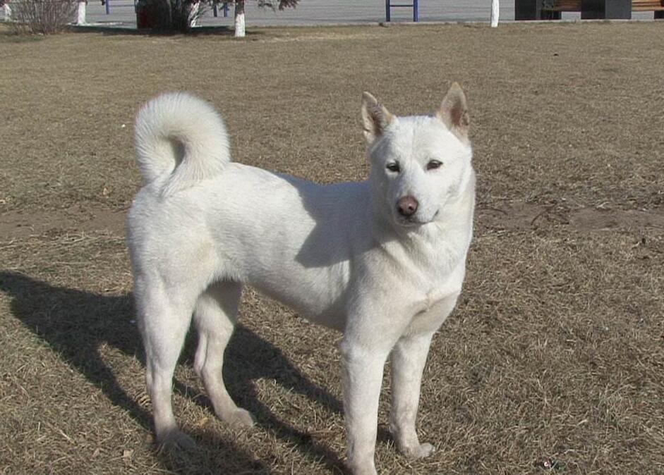  p>珍岛犬是过去石器时代人们养的狗的后裔传播下来的韩半岛本土种犬