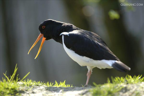 (拉丁名: i>haematopus ostralegus /i>)是中型涉禽,体羽以纯黑色或黑