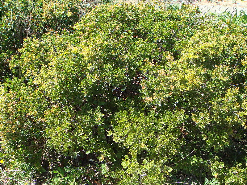quercus coccifera l