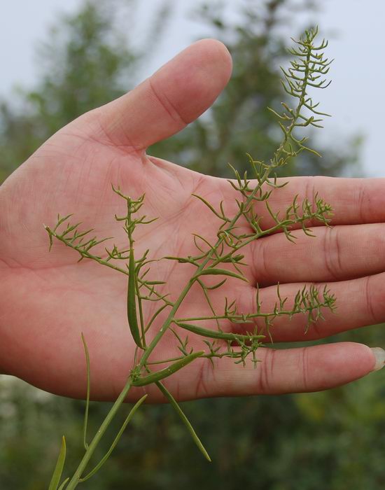 百蕊草(百蕊草孕妇可以吃吗)