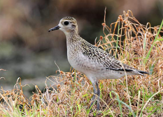  p>金鸻(学名: i>pluvialis fulva /i>):属中型 a target="_blank"