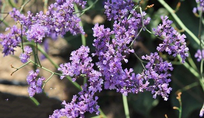  p>大叶补血草(学名: i>limonium gmelinii /i> (willd.