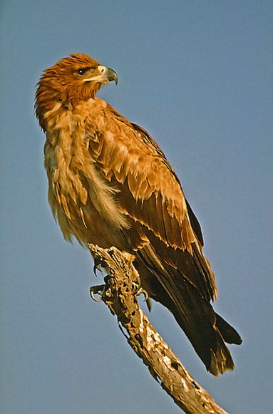 aquila rapax