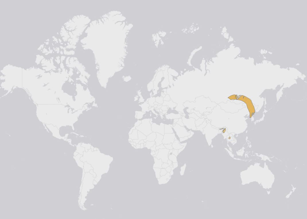 上体暗赭褐色,眉纹灰白;下体白色,下喉至上胸具灰褐点斑,很显著;腹部