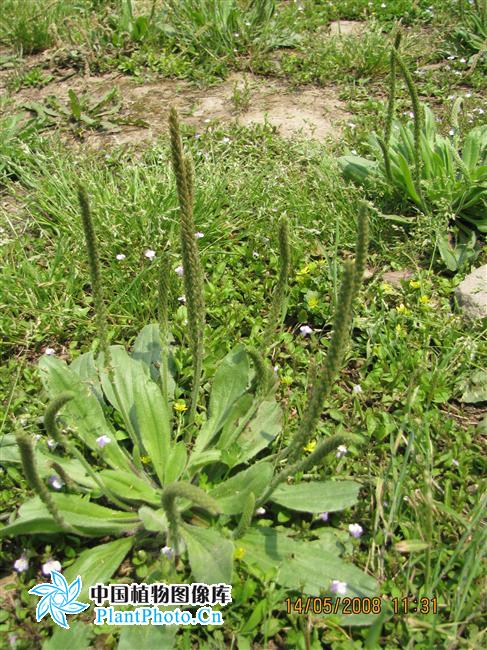  p>北美车前(学名: i>plantago virginica /i>  l.