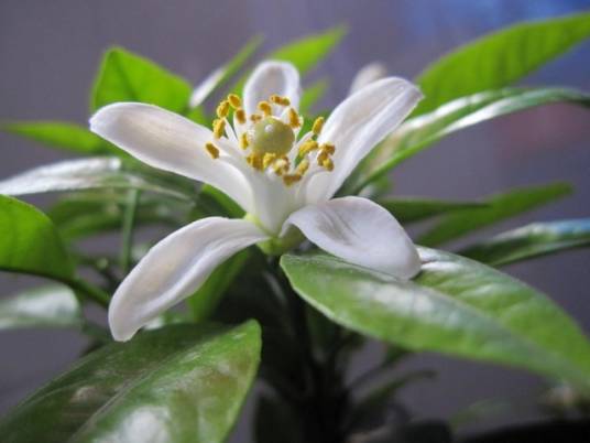 盆栽代代花_百度百科