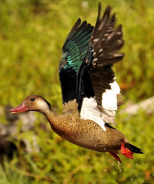  p>巴西凫栖息活动于淡水湖泊和茂密的植被池水附近.