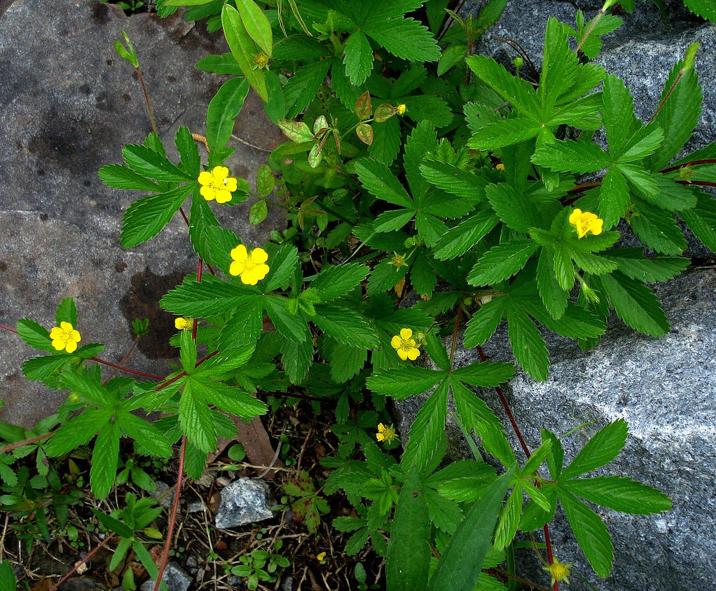 委陵菜(原变种)