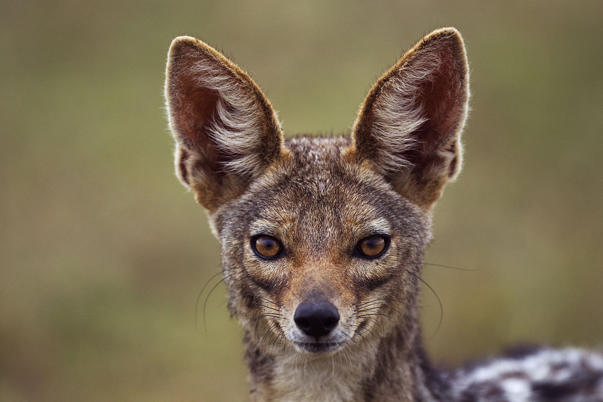  p>黑背胡狼(学名: i>canis mesomelas /i>):个头较小,长相似狗,行动