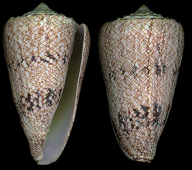 网目大理石芋螺