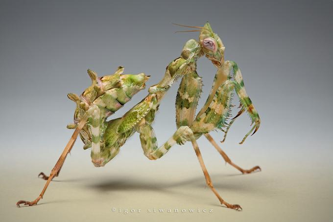  p>小魔花螳螂是一种螳螂目的生物. /p>